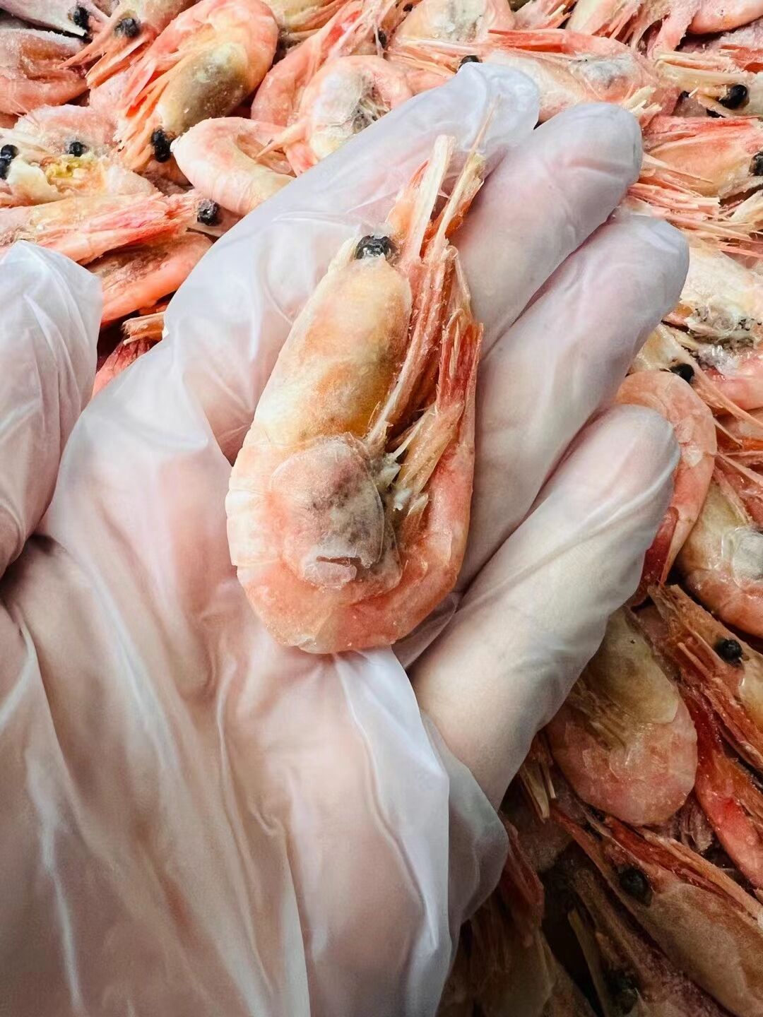 北極氷虾 1kg 北极冰虾 冰极甜虾 元宝虾 籽虾 丹麦産