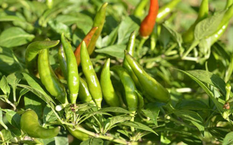 冷凍緑辣椒 500g 小米辣椒 绿辣椒