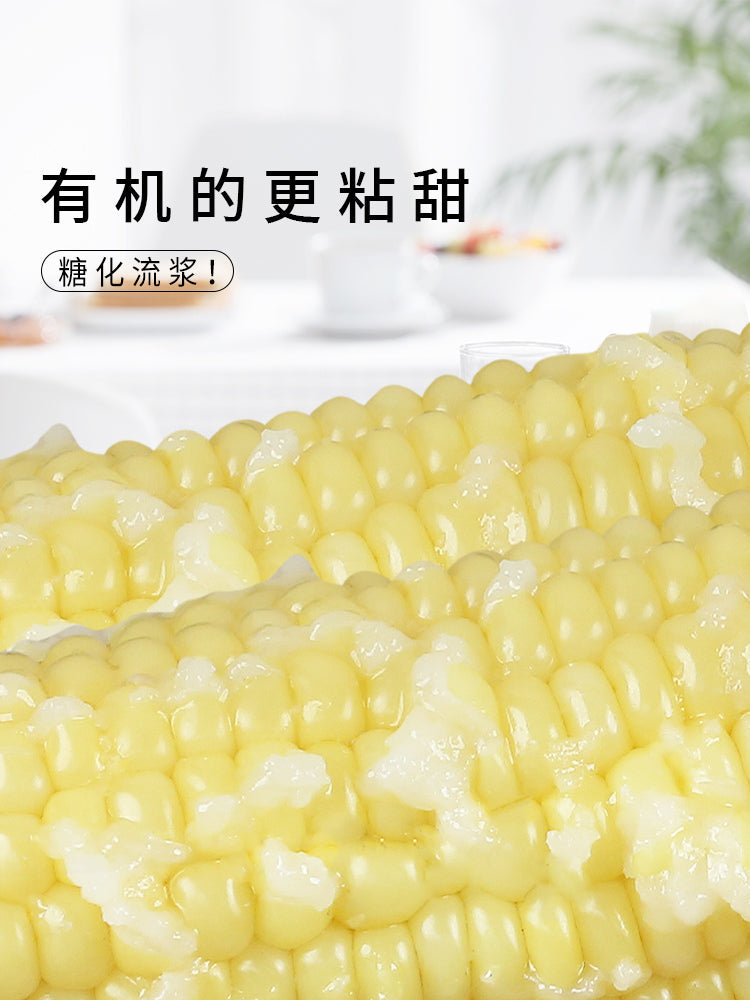 天勤 有机白糯玉米 1個入*10个 甜糯玉米 常温 とうもろこし　糯苞米