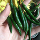 冷凍緑辣椒  500g 小米辣椒 绿辣椒