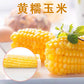 天勤黄糯玉米（1个入） 常温 とうもろこし