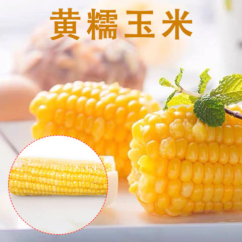天勤黄糯玉米（1个入） 常温 とうもろこし